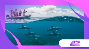 Wildlife-Tourismus ohne Schaden: Tierschutz auf Reisen